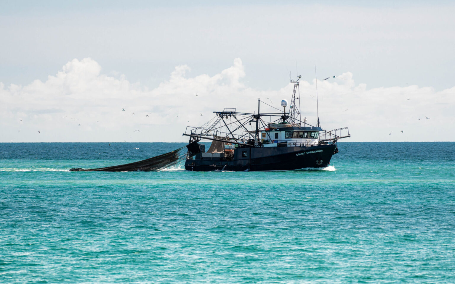 Karumba Banana Prawns – Austral