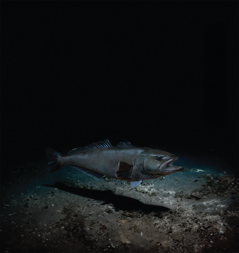 Glacier 51 Toothfish – Austral