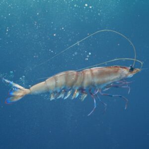 Australian-Wild-Prawns